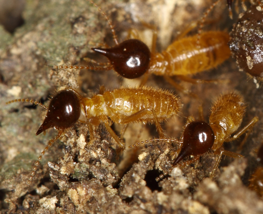 L’état relatif à la présence de termites et autres insectes xylophages 